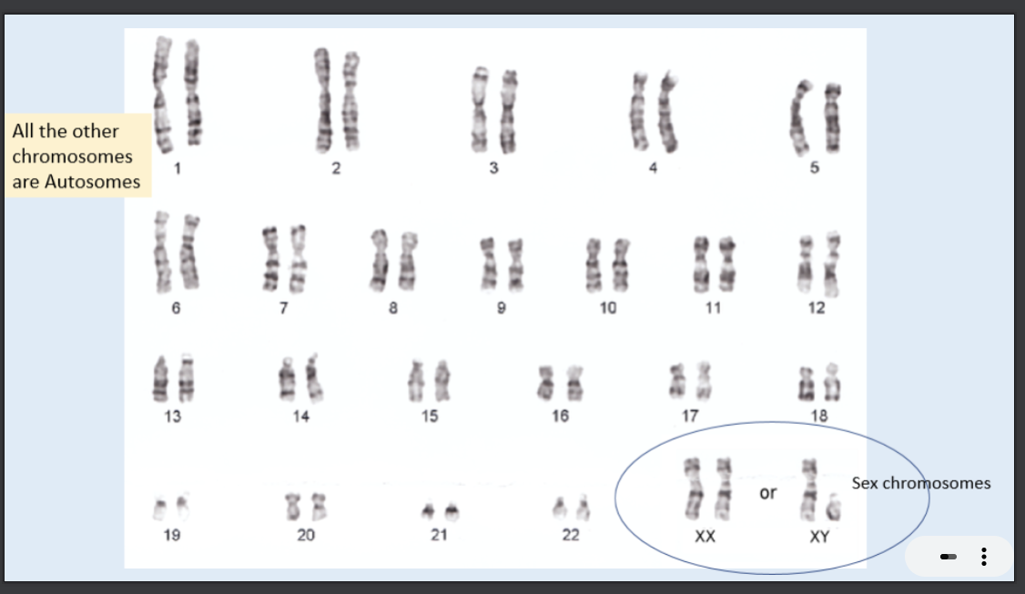<p>what does this picture show?</p>