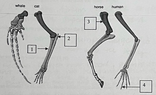 <p>The limbs in whales, cats, horses and humans are what kind of structures?</p>