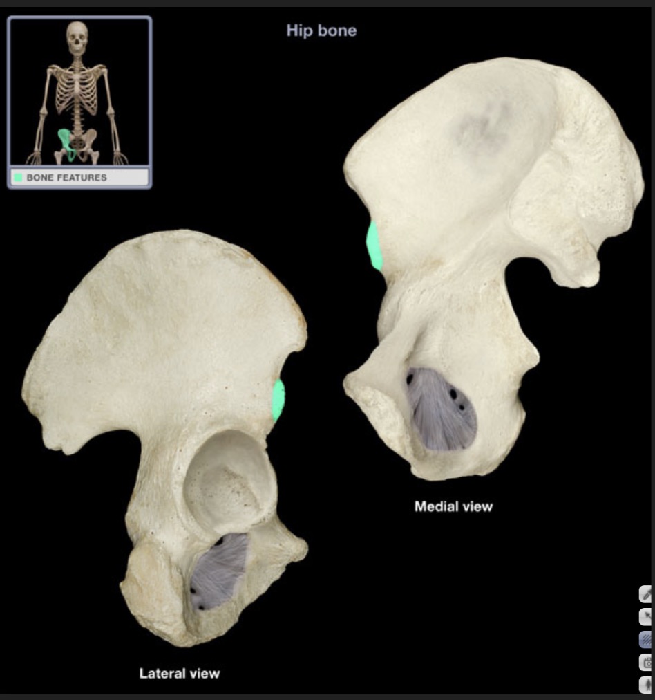 <p><span style="font-family: Arial, sans-serif; color: rgb(45, 59, 69)">process inferior to the anterior superior iliac spine</span></p>