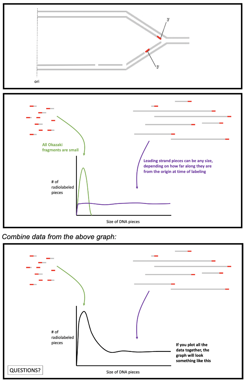 ***2 theories on synthesis of lagging strand:***


1. 3’ to 5’ synthesis on lagging strand
2. 5’ to 3’ synthesis of lagging strand in fragments

\
***Okazaki lab*** developed experiment to test these 2 competing theories:


1. treated bacteria with a brief “pulse” of **radioactive deoxyribonucleotides** (cells completely used these for DNA synthesis within a few seconds
2. lab quickly killed the cells to extract the DNA, denature it, and separate it by size

   
   1. leading strands labeled with diff sizes bc depends how far the replication is away from the ori
   2. lagging strands labeled but *relatively* ALL really tiny (bc they are fragments)

\
***RESULTS of experiment:*** leading strand pieces could be any size depending how far along they are from the origin at the time of labeling BUT the Okazaki fragments were CONSISTENTLY small → created a peak in radioactively labeled DNA that was super small sizes (okazaki frags) and a set of data that was about equal sizes of DNA (leading strands bc extracted the DNA after different amounts of time passed for leading strand synthesis) 