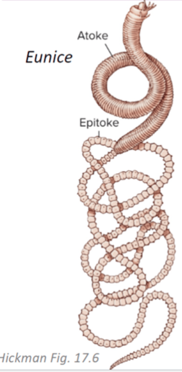 <p>epitoke = segments packed with gametes that detach from the atoke and rise to the surface</p>