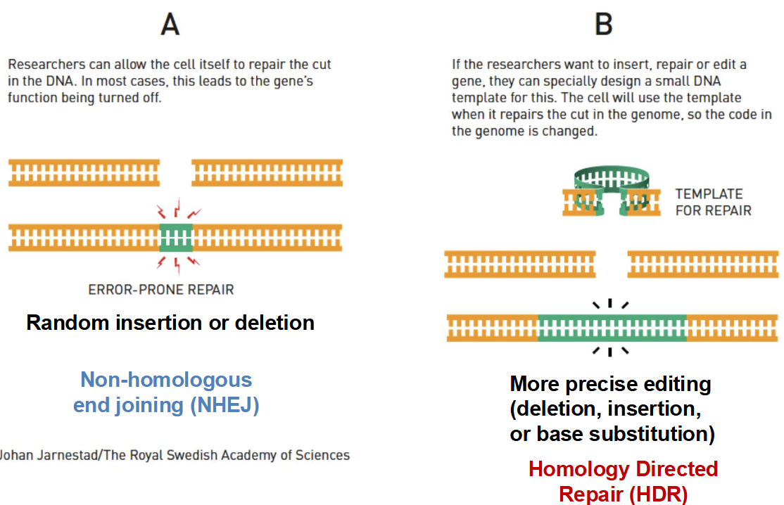 <p>1) <strong><mark data-color="yellow" style="background-color: yellow; color: inherit;">Non-homologous end joining (NHEJ)</mark></strong> — if the cell itself is allowed to repair the break in DNA with random nucleotides, it usually results in a random insertion or deletion mutation that inactivates the gene (<u>error-prone because the cell does not have a DNA template, occurs during G1</u>)</p><p>2) <strong><mark data-color="yellow" style="background-color: yellow; color: inherit;">Homology-directed repair (HDR)</mark></strong> — if the researchers insert a target DNA sequence to be incorporated, the cell will use the template when it repairs the cut in the genome (<u>accurate and allows for more precise gene editing, occurs during S</u>)</p><p></p>