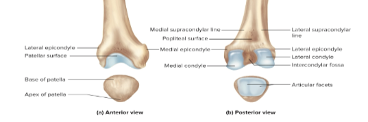 <p>Patella</p>