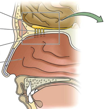 <p>This structure processes information related to smells. It receives signals from the olfactory receptors and sends them to the brain for interpretation.</p>