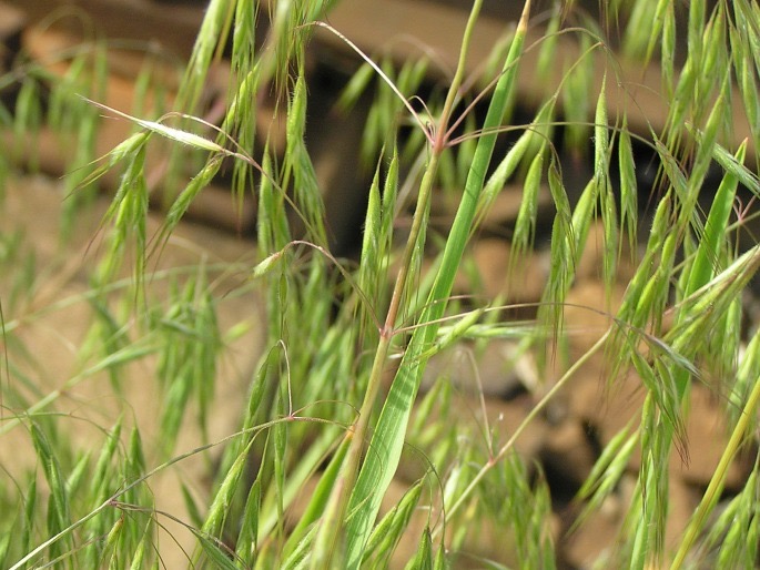 <p>Bromus tectorum - <strong>Poaceae</strong></p>