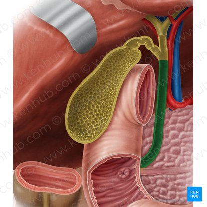 <p>A duct that carries bile produced by the liver and stored in the gallbladder to the duodenum, where it aids in the digestion of fats.</p>