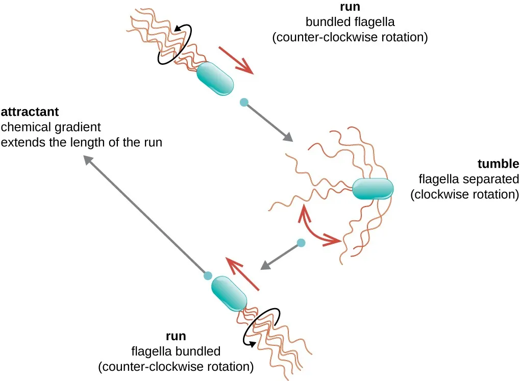<ul><li><p>Motility: ability of an organism to move by itself </p><ul><li><p>runs and tumbles</p></li><li><p>swarming</p></li></ul></li><li><p>Taxis: ability to move toward or away from a stimulus</p><ul><li><p>chemotaxis</p></li><li><p>phototaxis</p></li></ul></li><li><p>H antigen: flagellar protein useful for serotyping</p><ul><li><p>ex: <em>E. coli</em> O157:H7</p></li></ul></li></ul><p></p>