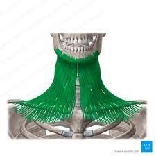 What is this muscle?