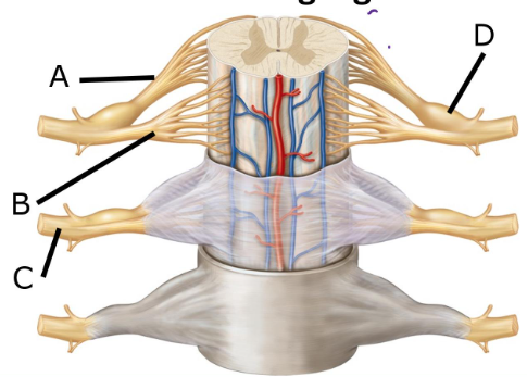 <p>which structure is the dorsal root ganglion</p>