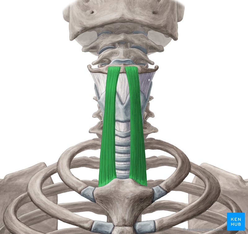 <p>Sternohyoid insertion</p>