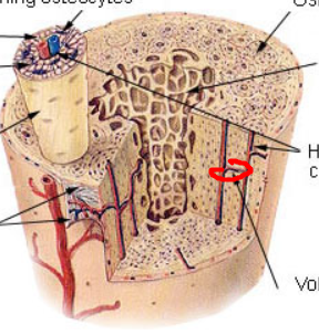 <p>canals lined with endosteum that occur at right angles to central canal; poke holes in connecting osteon</p>