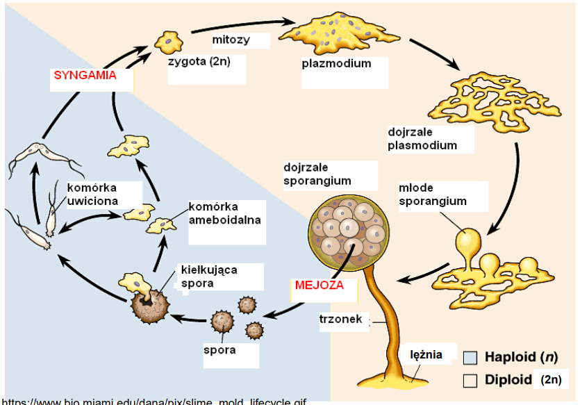 <p>-2 typy spor (1n): <br>—komórka ameboidalna (środowisko lądowe)<br>—komórka uwiciona (środowisko wodne) ma 2 wici oraz nibynóżki [zoospora]</p><p>-w sytuacji stresu/niekorzystnych warunków:<br>—hamowanie wzrostu<br>—jądra kom migrują tworząc sporangia (zarodnie)<br>—cała cytoplazma migruje do zarodników, jej resztka tworzy sporangium (oraz trzonek i leżnie) [te struktury mają ścianę komórkową]<br>—zachodzi synchroniczna mejoza - powstają spory</p>