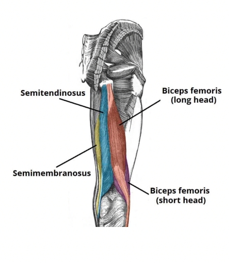 <ul><li><p>Biceps femoris; short and long heads (lateral)</p></li><li><p>Semitendinosus (medial)</p></li><li><p>Semimembranosus (medial)</p></li></ul><p></p>