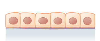 <p>What tissue type is this? (hint: its simple)</p>