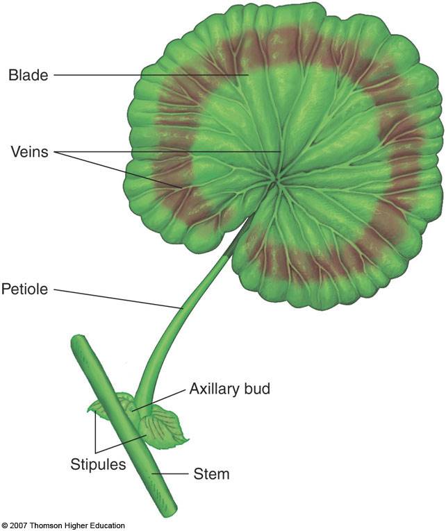 <ol><li><p>Blade</p></li><li><p>Veins</p></li><li><p>Petiole</p></li><li><p>Stipules</p></li><li><p>Axillary bud</p></li><li><p>Stem</p></li></ol>