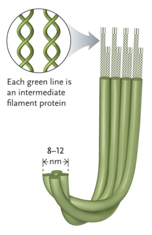 <p>An intermediate filament is a strong fiber composed of intermediate filament proteins</p><p>Build cable networks connecting the cells of epithelial sheets, and provide mechanical strength (resist tension) that allows the cell to maintain its shape</p>