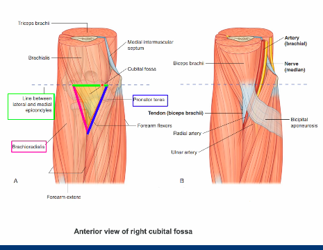 <p>medial: pronator teres </p><p>lateral: brachioradialis </p><p>superior border: inter epicondylar line </p><p>roof: </p><ul><li><p>brachial and antebrachial fasica </p></li><li><p>bicipital aponeurosis </p></li><li><p>skin and subcutaneous tissue </p></li></ul><p>floor </p><ul><li><p>supinator muscle (posterior forearm muscle) </p></li><li><p>brachialis </p></li></ul><p></p>