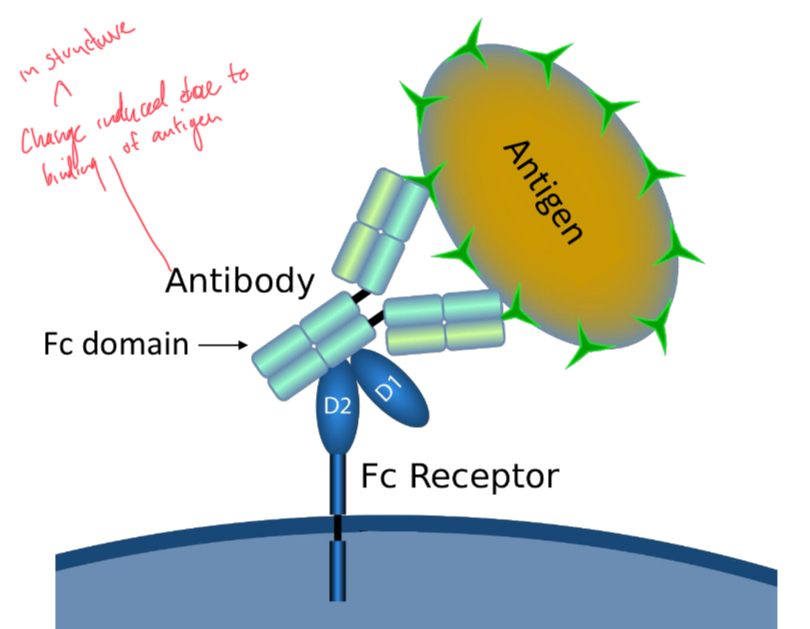<p>Bind to the Fc domain (on constant region) of antibody. Facilitate phagocytosis and mast cell activation.</p>