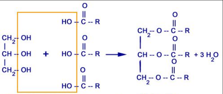 <ul><li><p>Triesters of fatty acids (long chain carboxylic acids) and glycerol</p></li><li><p>Occur naturally as fats and oils</p></li><li><p>Can undergo same hydrolysis as esters</p></li></ul><p></p>