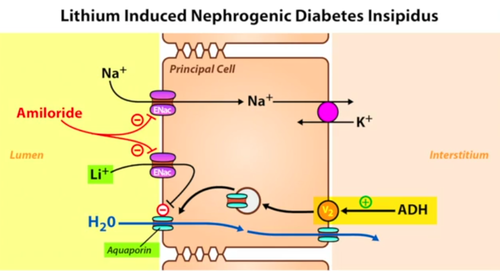 -kidneys are unresponsive to normal vasopressin levels 
-inherited X-linked trait or acquired (lithium therapy, hypokalemia, hypercalcemia, or renal disease)