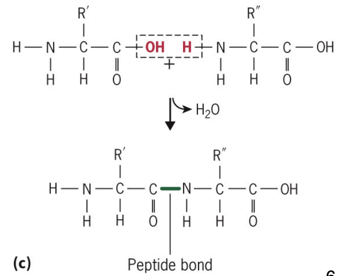 <p>peptide bonds via hydration reactions between amino acids</p>