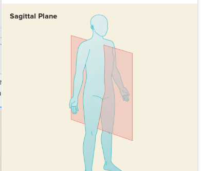 <p>Divides body into left and right sections</p>