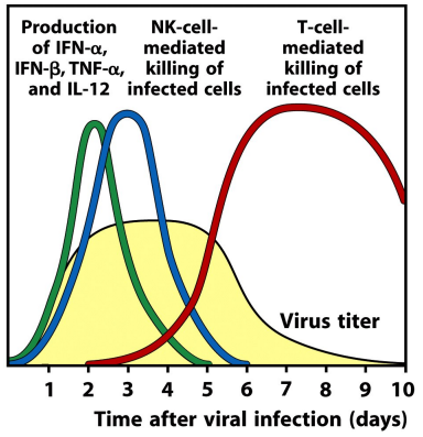 <p>a type of innate lymphoid cell, they kill virally infected cells</p><ul><li><p>no antigen receptor</p></li><li><p>activated by type I interferon</p></li></ul><p></p>