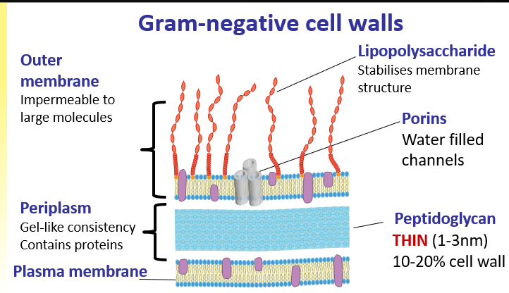 <p>OUTER MEMBRANE IS MAIN PART </p>
