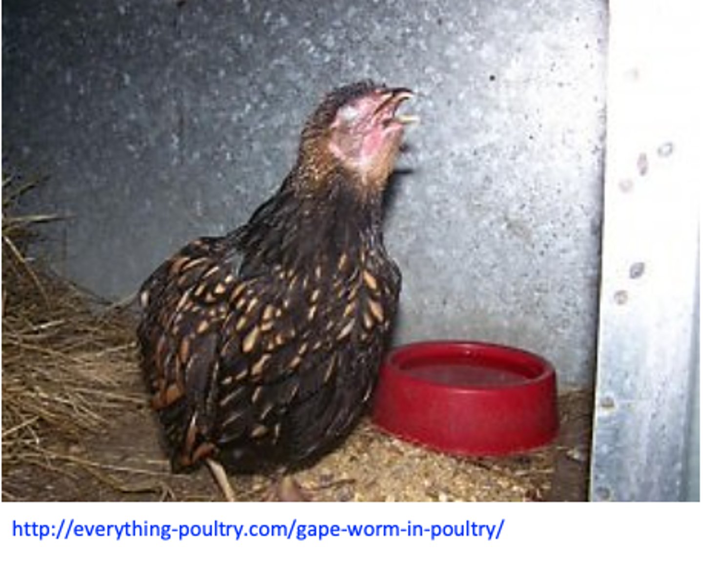 <p>• Suffocation =&gt; birds gasp for air and stand “gaping”;</p><p>Coughing, dispnoea, shaking of the head, extending of the neck etc;</p><p>Death in 2-3 days;</p>