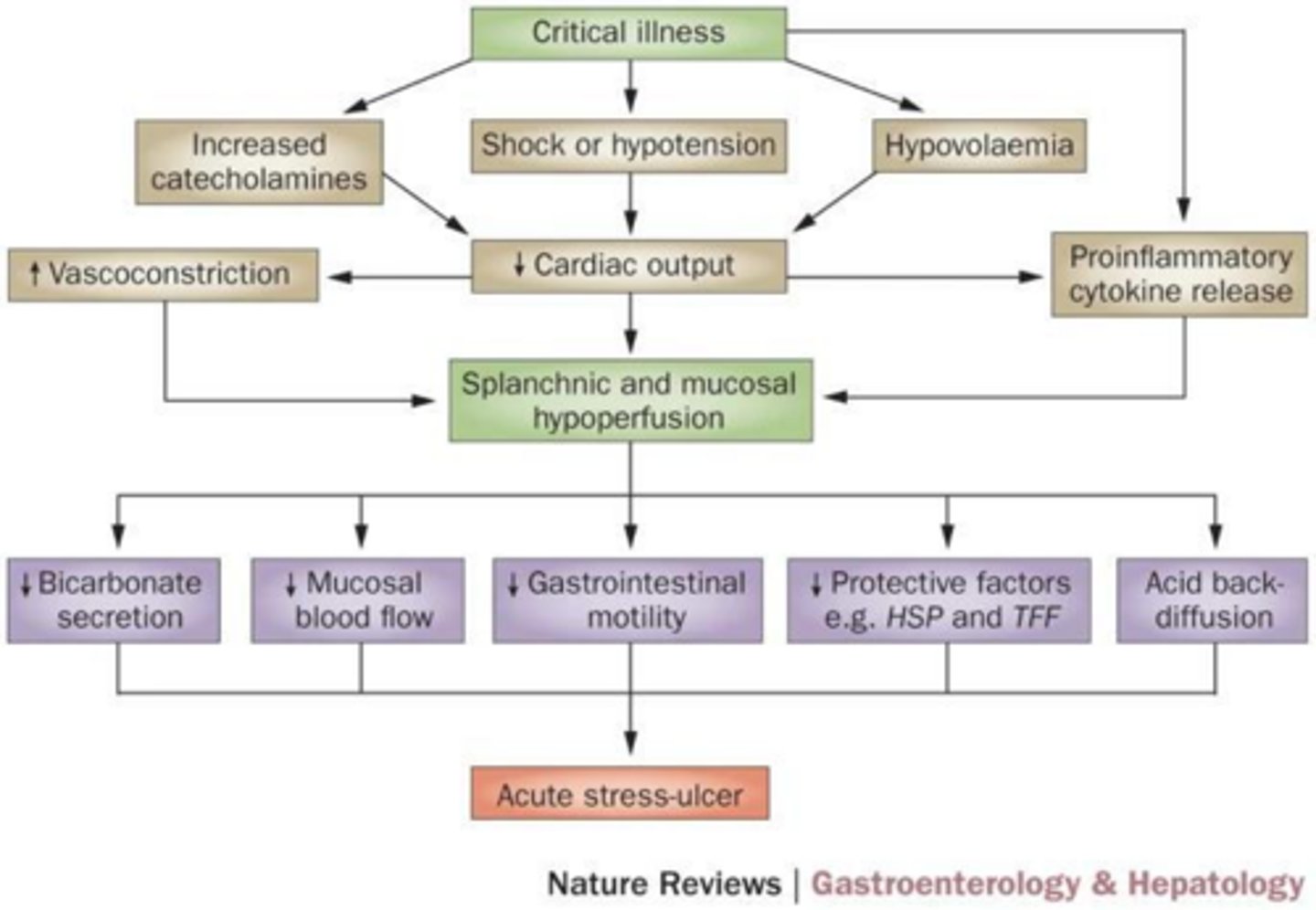 <p>Decreased blood flow to the gastric mucosa.</p>