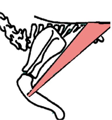 <p>Name hint: lat = broad, dorsi = back</p><p></p><p><strong>Origin -</strong> thoracic vertebrae</p><p><strong>Insertion -</strong> Humerus </p><p><strong>Location -</strong> CAUDAL to the limb (travels ventro-cranially from thoracic vertebrae to attach to the caudal aspect of the humerus) </p><p></p><p>Is a<u> forelimb</u><strong> RETRACTOR</strong>, and a<u> shoulder</u> <strong>FLEXOR</strong></p><ul><li><p>Pulls limb CAUDALLY when contracted, which REDUCES the angle of the shoulder joint </p></li><li><p>Functions in forward propulsion </p></li></ul><p></p>