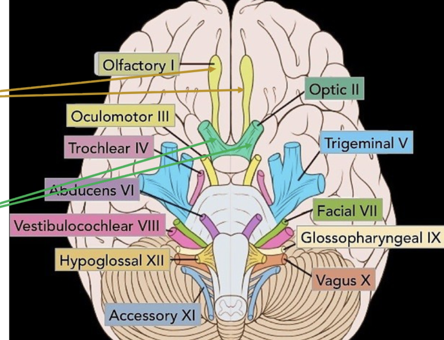 <p><span style="color: rgb(0, 0, 0);"><span>from brainstem, the origination or starting point of each nerve is called its nucleus (same innervate multiple) </span><strong><span>Midbrain</span></strong><span>: III Oculomotor and<br>IV Trochlear nerve nuclei<br></span><strong><span>Pons</span></strong><span>: V Trigeminal, VI Abducens,<br>VII Facial, and VIII Vestibulocochlear<br>nerve nuclei<br>Medulla: IX Glossopharyngeal,<br>X Vagus, XI Accessory,<br>and XII Hypoglossal nerve nuclei</span></span></p><p><span style="color: rgb(0, 0, 0);"><span>Cranial nerve I - </span><strong><span>Olfactory</span></strong><span><br>nerve nuclei are located in<br>the olfactory tract bulbs<br>• Cranial nerve II - </span><strong><span>Optic</span></strong><span><br>nerve nuclei are located in<br>the optic nerve</span></span></p><p><span><span>8 cervical nerves ≠ 7 cervical vertebrae</span></span><span style="color: rgb(0, 0, 0);"><span><br></span></span></p>