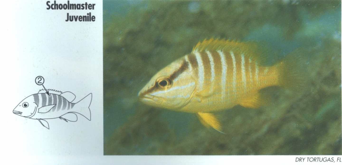 <p><span>JUVENILE: 2. Bars on back.</span></p>