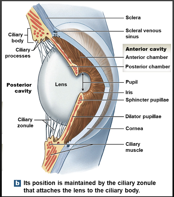 <p>Iris, Ciliary Body( Ciliary muscles and Zonules), Choroid </p>