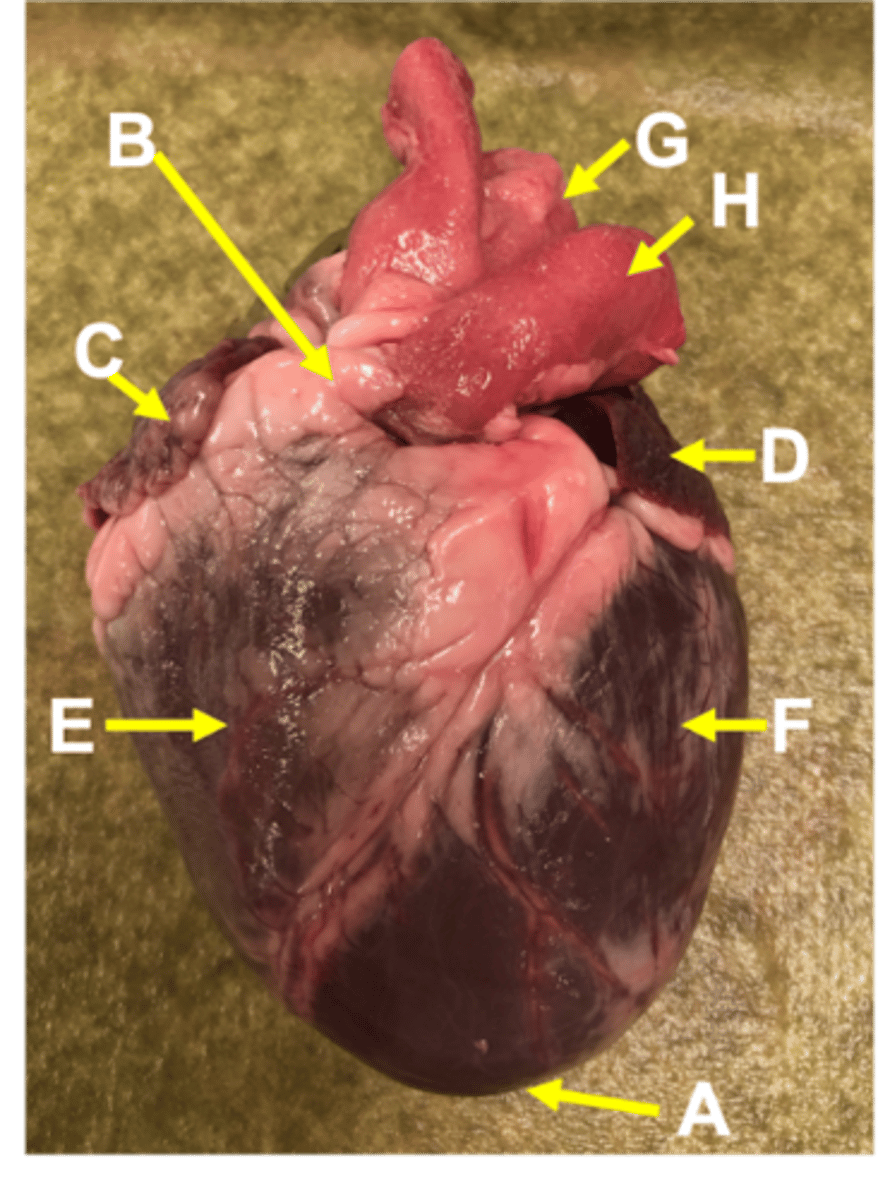 <p>ventral</p>