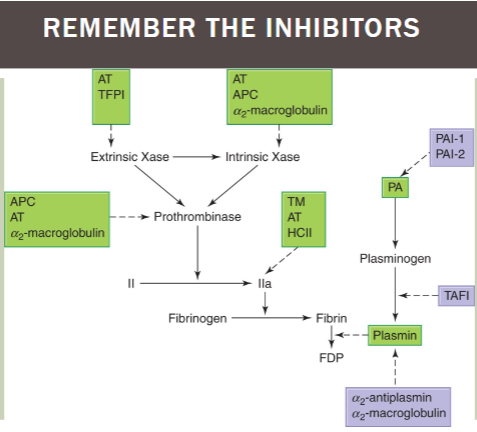 <ul><li><p>extrinsic Xase: inhibited by AT, TFPI</p></li><li><p>intrinsic Xase AND prothrombinase: inhibited by AT, APC, a2-macroglobulin</p></li><li><p>factor IIa (thrombin): inhibited by TM, AT, HCII</p></li><li><p>plasminogen → plasmin: inhibited by PAI-1/2; TAFI; a2-antiplasmin/a2-macroglobulin</p></li></ul><p></p>