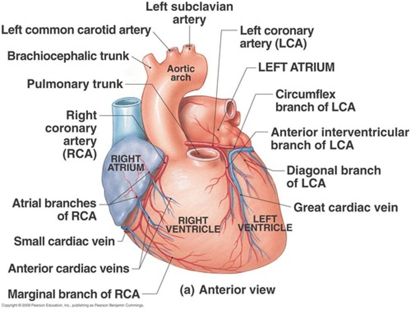 <p>To supply blood to the heart muscle itself.</p>