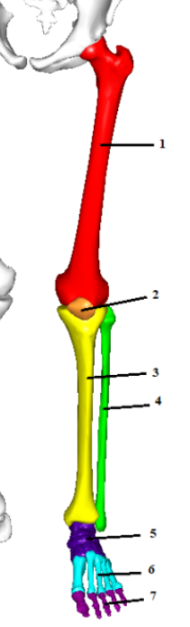 Name the bone. #6