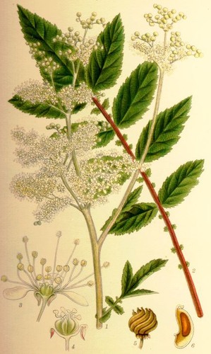 <p>Moerasspirea</p>