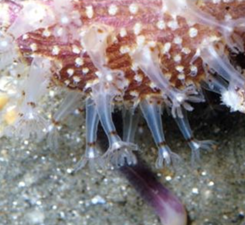 Polyps on sea pansy