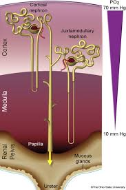 <p><strong>Q:</strong> What are cortical nephrons?</p>