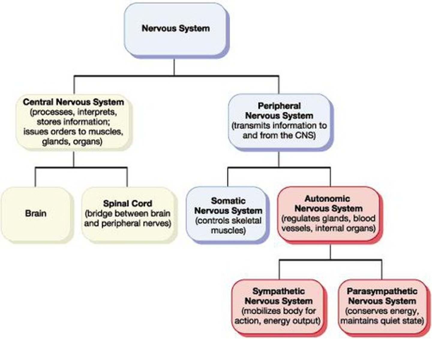 <p>Central Nervous System (CNS) and Peripheral Nervous System (PNS) -> sensory + motor division -> somatic + autonomic -> sympathetic + parasympathetic divisions</p>