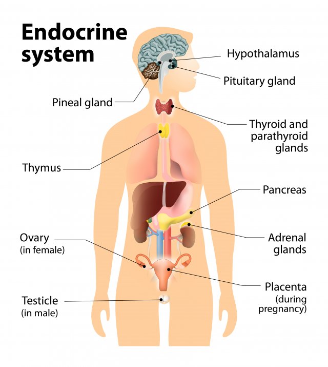 Endocrine glands