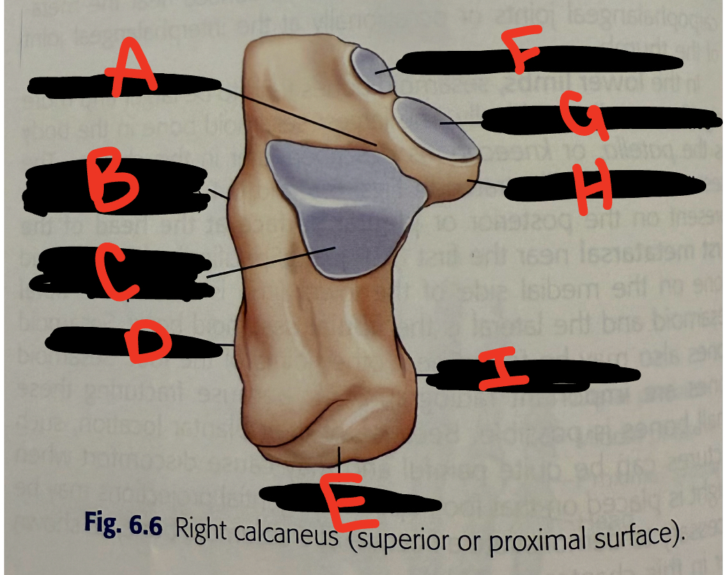 <p>G</p>