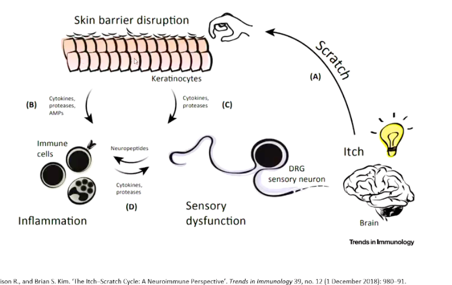 <ul><li><p>Begins with itch (sensed by brain)</p></li><li><p>Itched → disrupts skin barrier → keratinocytes can release proteases, cytokines and AMPs, these recruit immune cells</p></li><li><p>The immune cells release cytokines that make the sensory nerves more sensitive in response to inflammation</p><ul><li><p>Brain is more likely to sense itch → increasing itching sensation</p></li></ul></li></ul><p></p>