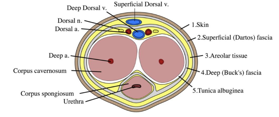 <ul><li><p>Tunica albuginea (runtomkring corpora cavernosa). </p></li><li><p>Corpora cavernosa</p></li><li><p>Corpus spongiosum</p></li><li><p>Fascia superficialis et profunda</p></li></ul>