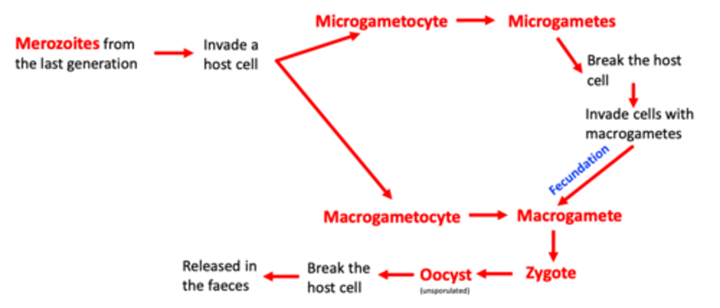 <p>Infection of the host: ingestion of sporulated oocysts.</p><p>1. Development within the host</p>