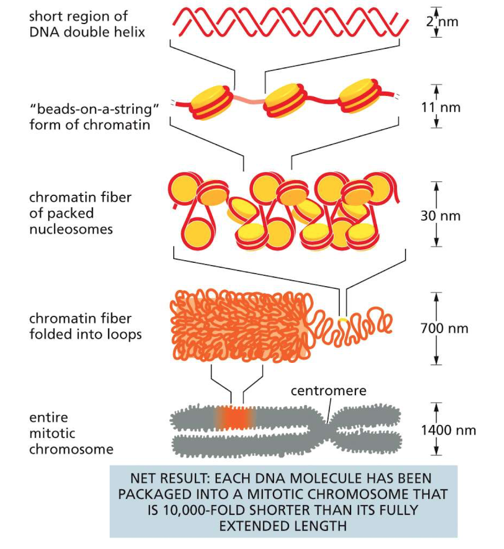 The process starts with assembly of a nucleosome, which is formed when eight separate histone protein subunits attach to the DNA molecule. 

\
Multiple nucleosomes are coiled together and these then stack on top of each other. The end result is a fiber of packed nucleosomes known as chromatin. 

\
This fiber, which at this point is condensed to a thickness of 30 nanometers is then looped and further packaged using other proteins. The multiple folding allows 6 feet of DNA to fit into the nucleus of each cell of our body

The end result is that DNA are tightly packed into the familiar structures we can see through a microscope: chromosomes. 