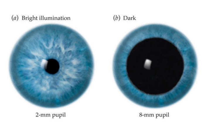 <ul><li><p>lets light in</p></li><li><p>smaller diameter in bright light</p></li><li><p>larger diameter in darkness</p></li></ul><p></p>