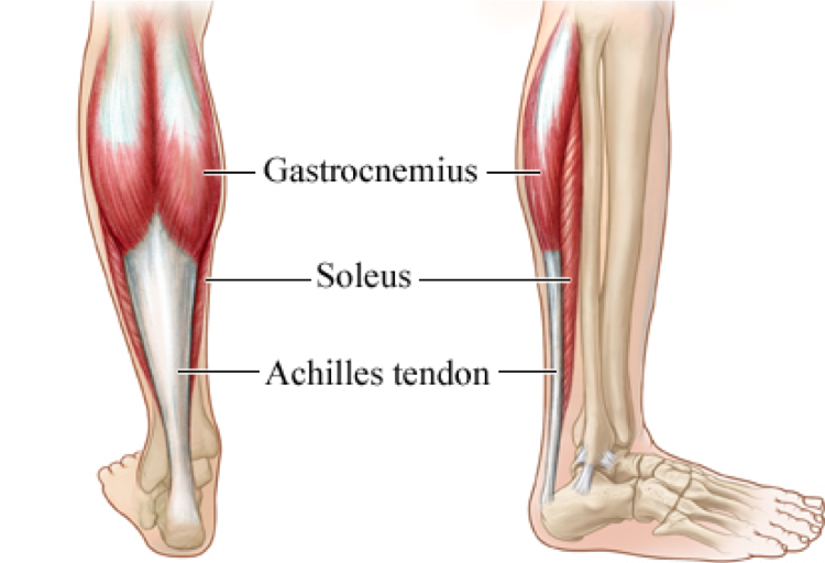 <p><strong><mark data-color="rgba(0, 0, 0, 0)" style="background-color: rgba(0, 0, 0, 0); color: inherit;">he soleus</mark></strong><span><span>, which is the deep muscle of the calf</span></span></p>